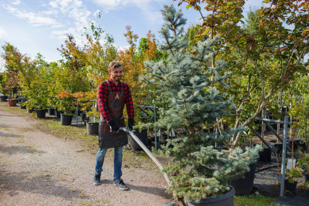 How Our Tree Care Process Works  in  Carnation, WA