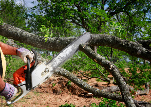 Professional Tree Services in Carnation, WA